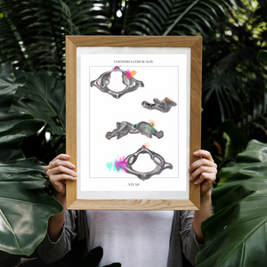 Cervical Vertebra Anatomy Art