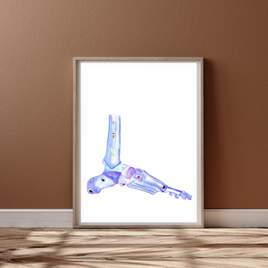 Foot Anatomy Art Print