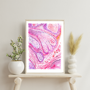 Sebaceous Gland Histology Art Print