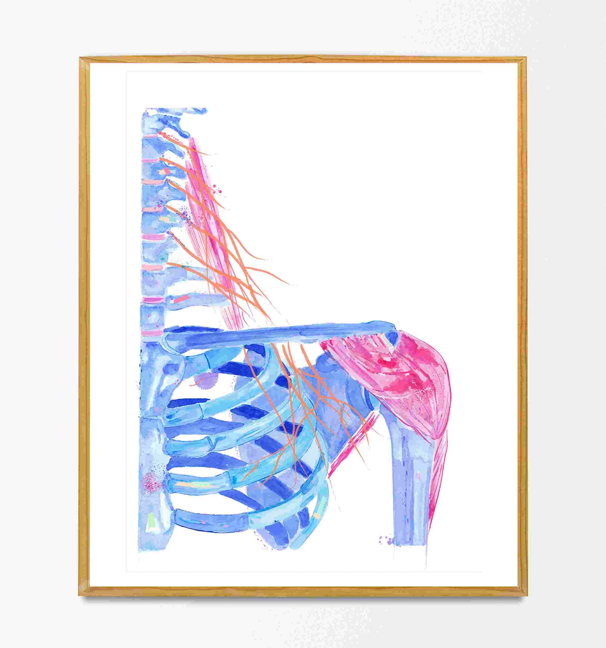 cervical plexus watercolor art print