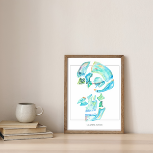 Cranial Bones Art Print