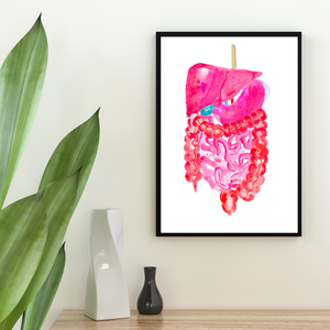 Abdominal Anatomy, Gastrointestinal Print, General Surgery Art