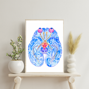 Optic Pathway Brain Anatomy Art Print