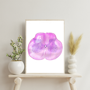 Spinal Cord Histology Art Print