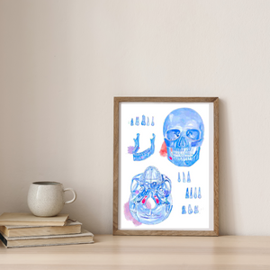 Skull Anatomy Art