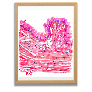 Esophagus Histology Art Print