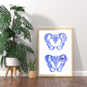 Female and Male Pelvis Anatomy Art Print