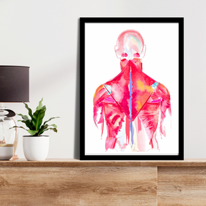 Back Muscle Anatomy Art Print