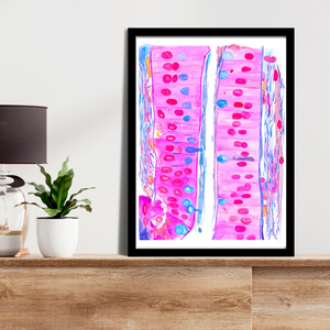 Duodenum Histology Art Print