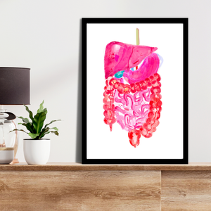 Abdominal Anatomy, Gastrointestinal Print, General Surgery Art