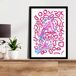 Renal Histology Art Print