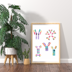 Human Immunoglobuline Art