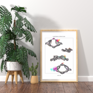 Cervical Vertebra Anatomy Art
