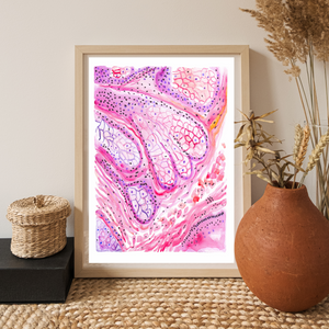 Sebaceous Gland Histology Art Print