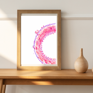 Artery Wall Histology