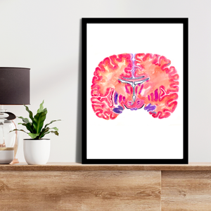 Hippocampus Neuroanatomy Art Print