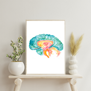 Hippocampus Brain Anatomy Art Print