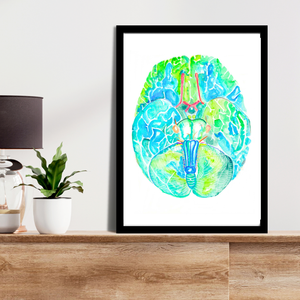 Brain Anatomy Watercolor Painting