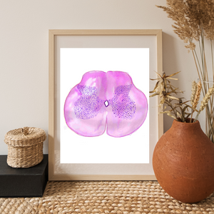 Spinal Cord Histology Art Print