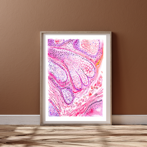 Sebaceous Gland Histology Art Print