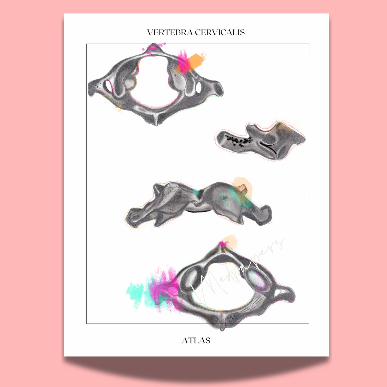 Cervical Vertebra Anatomy Art