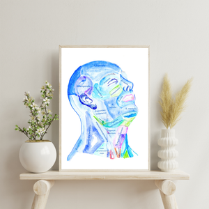 Head and Neck Anatomy Art Print