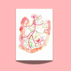 Mesenteric Arteries Angiogram