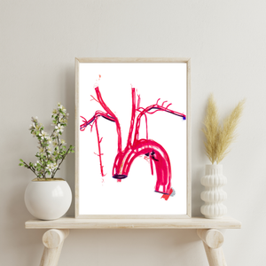 Aorta Anatomy Art Print