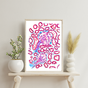 Renal Histology Art Print