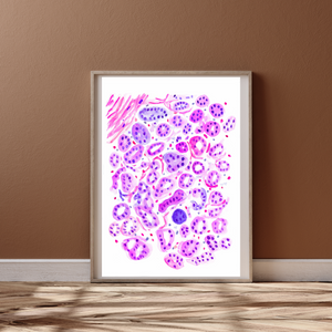 Breast Histology Art Print