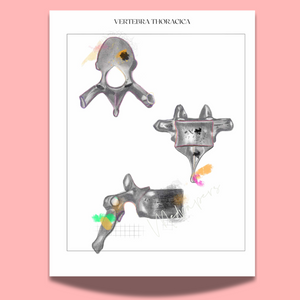 Thoracic Vertebra Anatomy Art