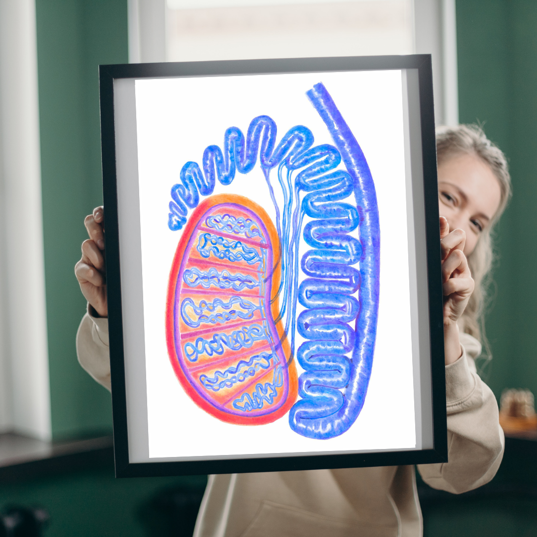 Testicle Anatomy Art Print - medpapers