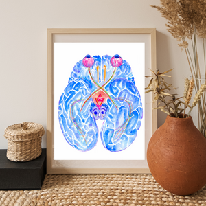 Optic Pathway Brain Anatomy Art Print