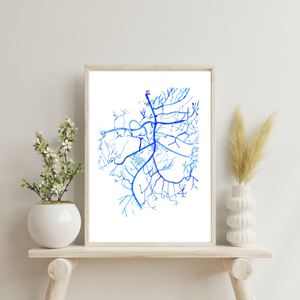 Mesenteric Arteries Angiography