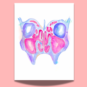 Sinus Anatomy Art Print