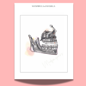 Maxilla Human Anatomy Art