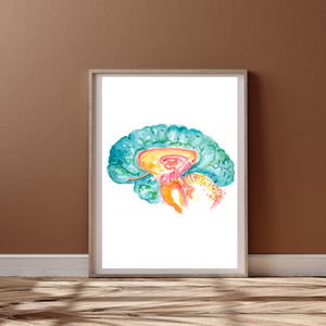 Hippocampus Brain Anatomy Art Print