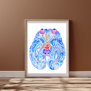 Optic Pathway Brain Anatomy Art Print