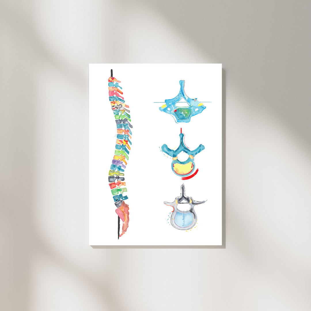 spine and vertebrae anatomy art medpapers painting
