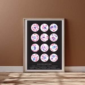 Blood Cells Art Print