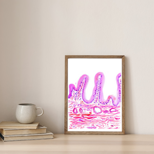 Cholecyst Histology Watercolor Painting