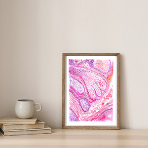 Sebaceous Gland Histology Art Print