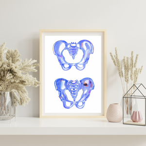 Female and Male Pelvis Anatomy Art Print