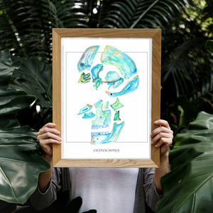 Cranial Bones Art Print