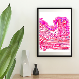 Esophagus Histology Art Print