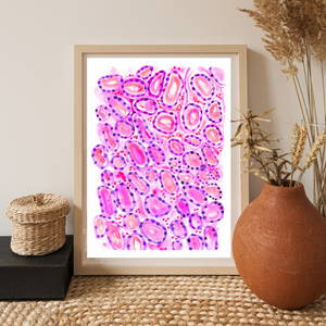 Thyroid Histology Art