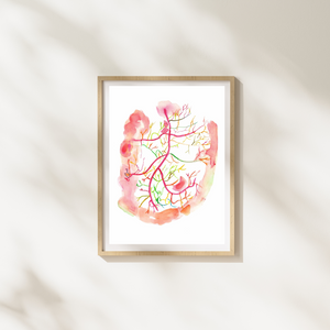 Mesenteric Arteries Angiogram