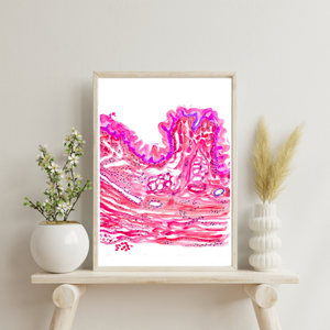 Esophagus Histology Art Print