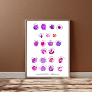 Veterinary Medicine - Dog Erythropoiesis and Granulopoiesis - Hematology Watercolor Art
