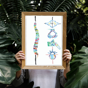 Spine and Vertebrae Abstract Anatomy Art Print